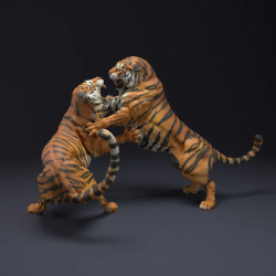 Bengal Tigers Fight