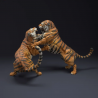 Bengal Tigers Fight