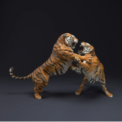 Bengal Tigers Fight