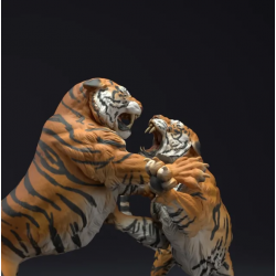 Bengal Tigers Fight