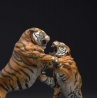 Bengal Tigers Fight