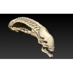 Alien vs Predator Skull