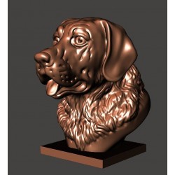 Labrador Bust