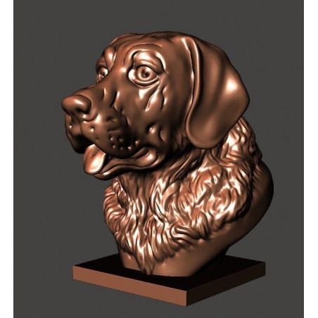 Labrador Bust